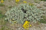 Astragalus arnacantha. Вегетирующее растение (вокруг - цветущие Alyssum). Крым, Карадагский заповедник, каменистый склон. 21 мая 2015 г.