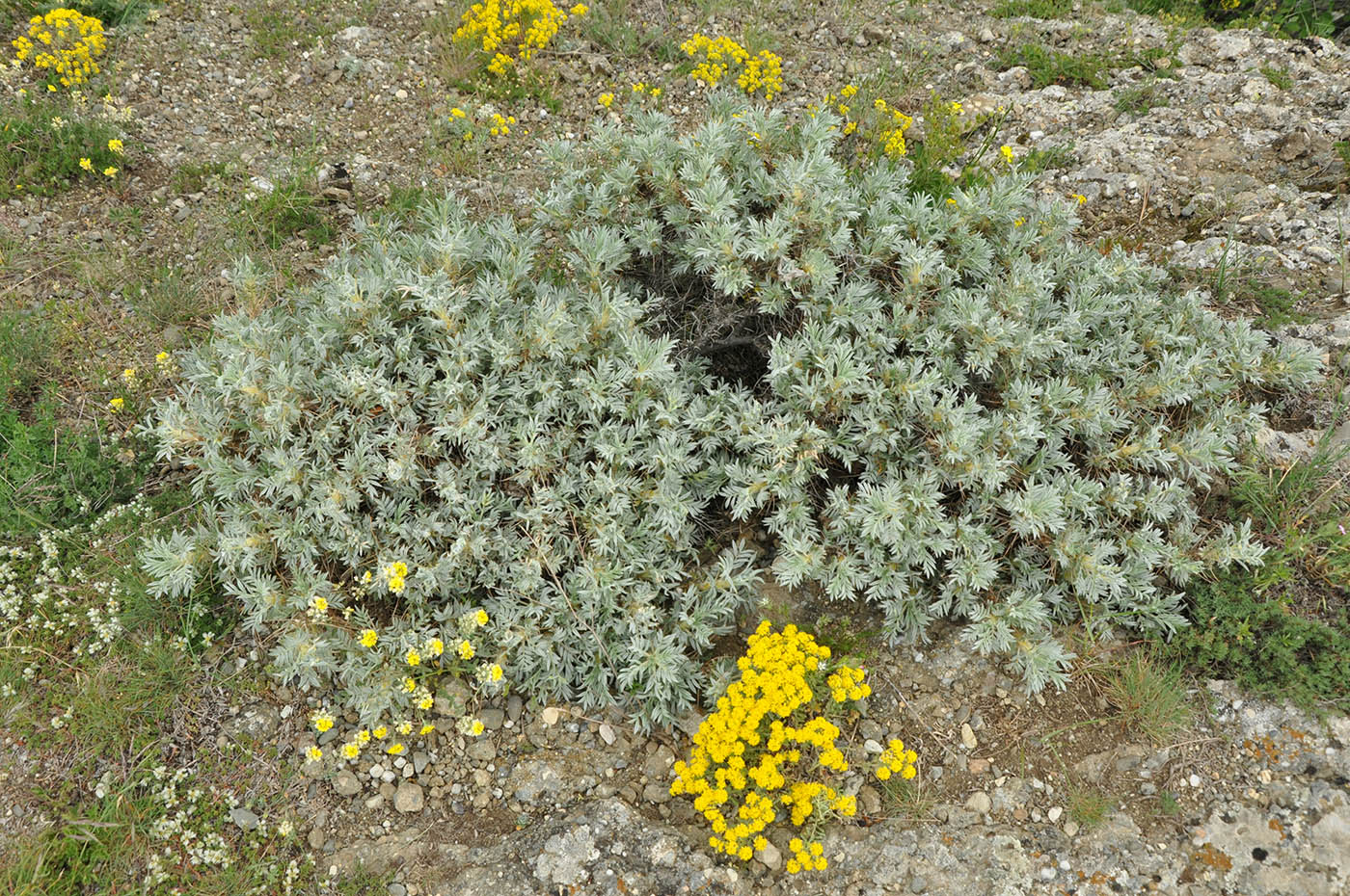 Изображение особи Astragalus arnacantha.