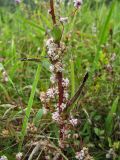 Cuscuta epithymum