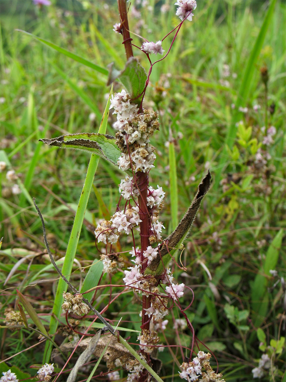 Изображение особи Cuscuta epithymum.