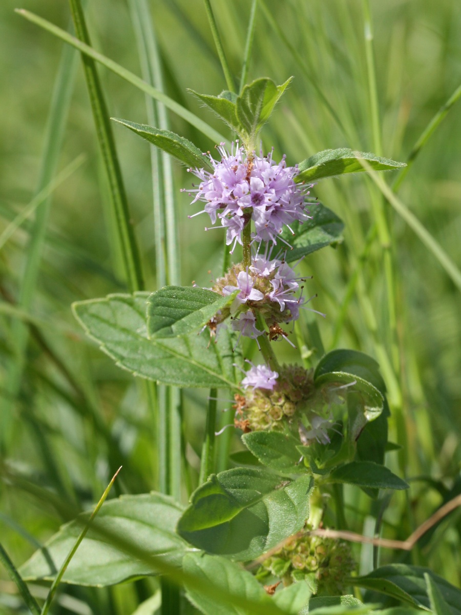 Image of Mentha arvensis specimen.