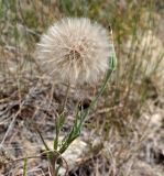 Tragopogon dubius подвид major. Верхушка побега с соплодиями. Волгоградская обл., Камышинский р-н, Лебяженское сельское поселение, окр. горы Уши, песчаный овраг. 31.05.2019.