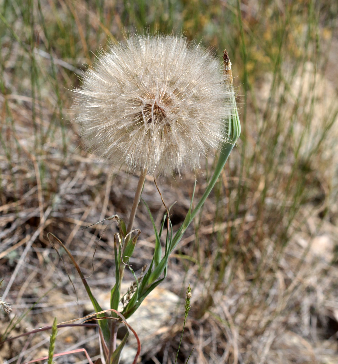 Изображение особи Tragopogon dubius ssp. major.