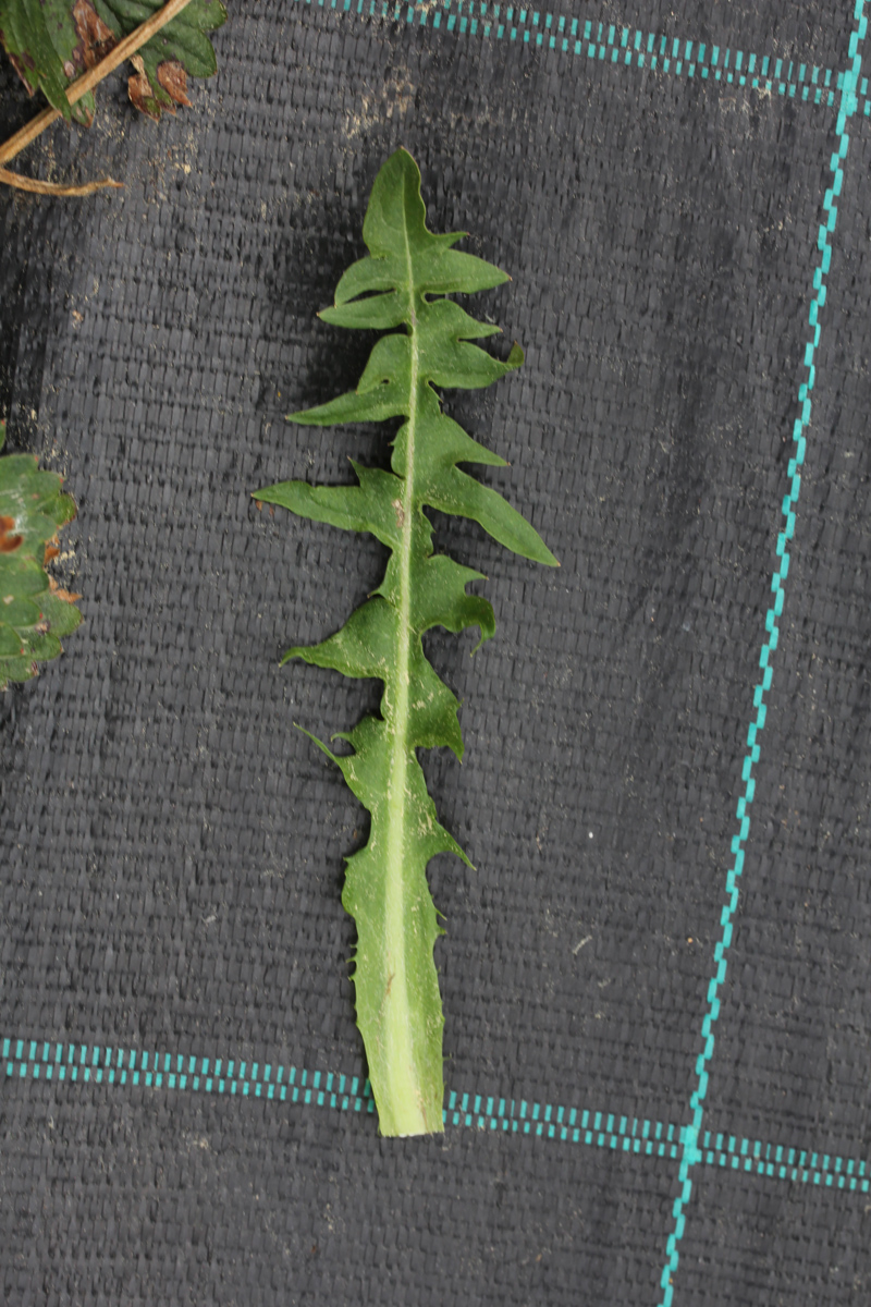 Image of Taraxacum alatum specimen.