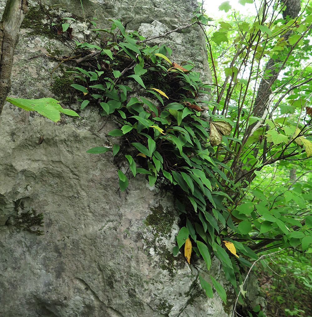 Image of Pyrrosia petiolosa specimen.