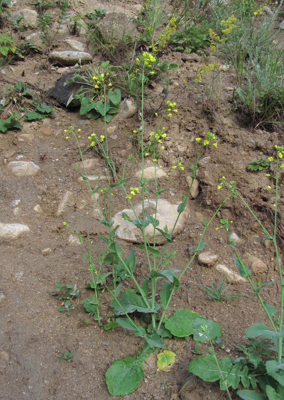 Изображение особи Brassica campestris.