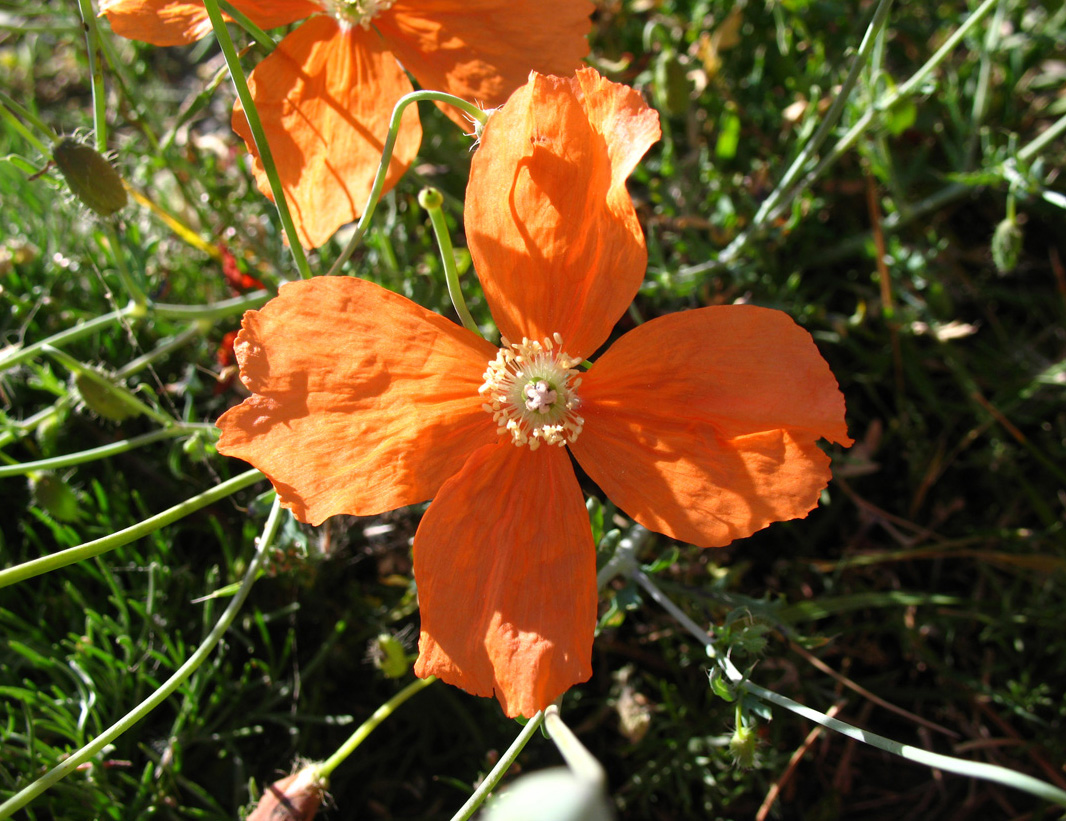 Image of Papaver fugax specimen.