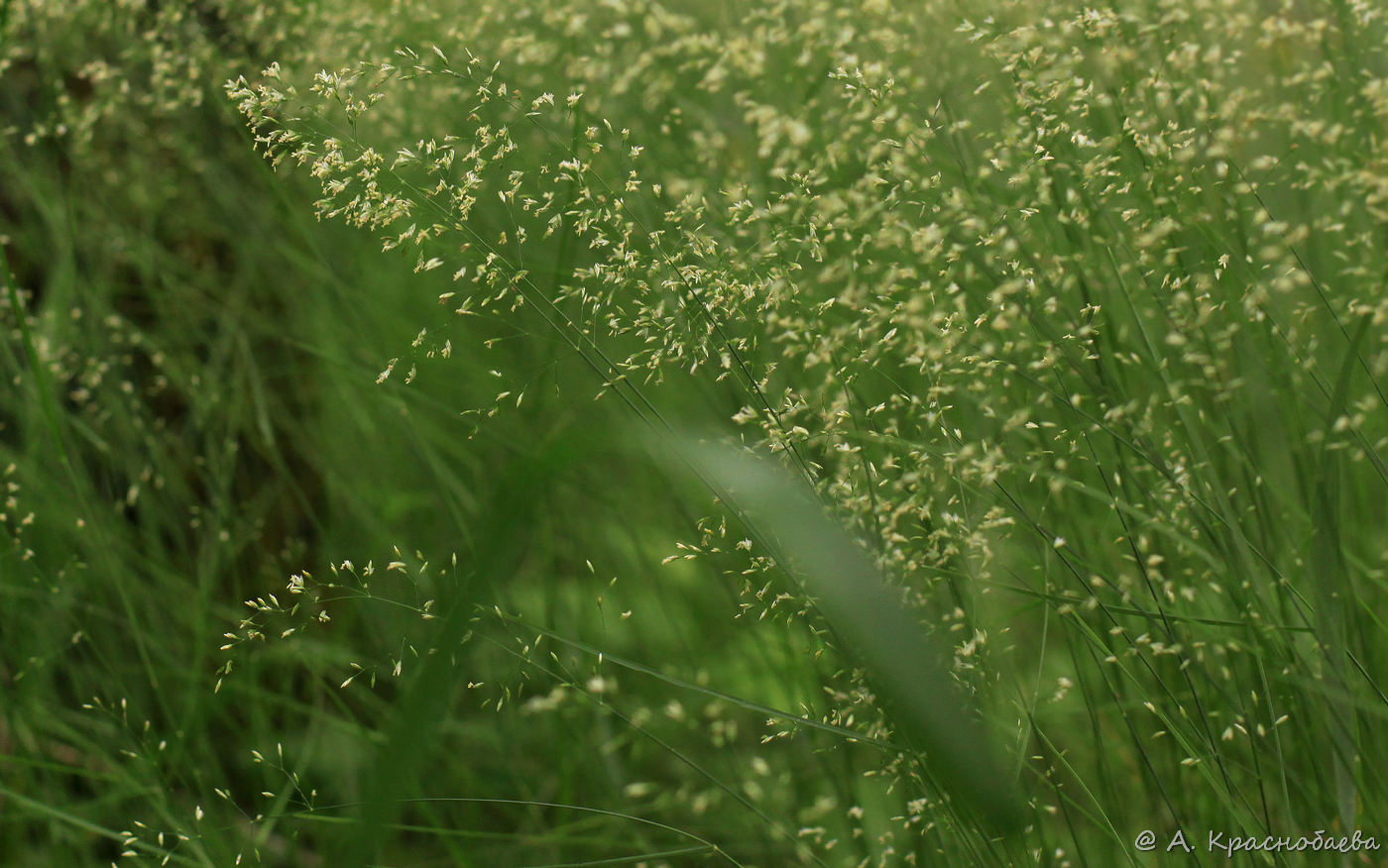 Изображение особи Poa nemoralis.