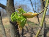 Acer cappadocicum