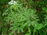Adiantum pedatum