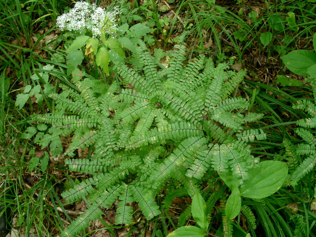 Изображение особи Adiantum pedatum.