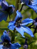 Delphinium elatum