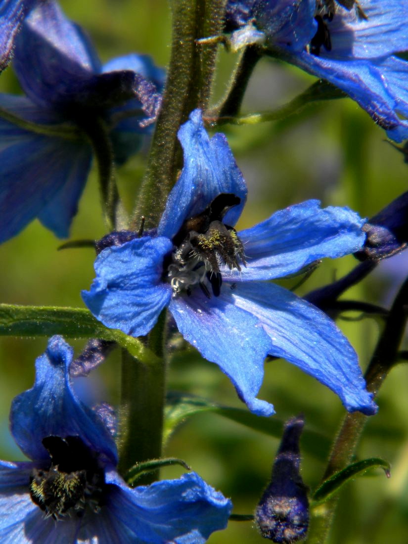 Image of Delphinium elatum specimen.