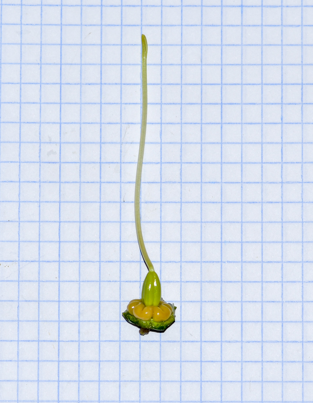 Изображение особи Cobaea scandens.