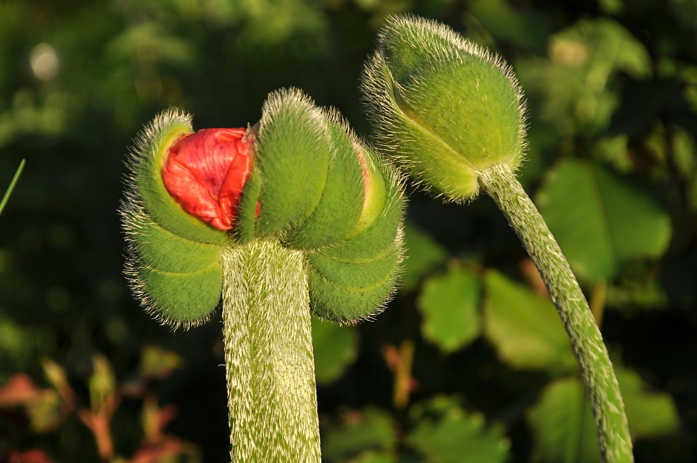 Image of Papaver setiferum specimen.