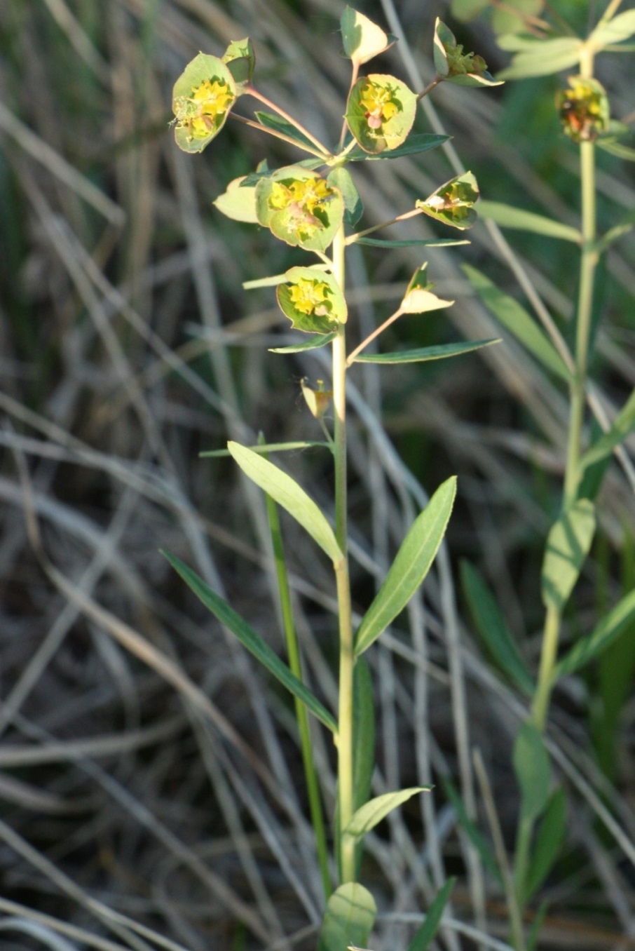 Изображение особи Euphorbia subtilis.