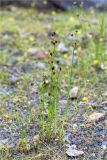 Juncus alpino-articulatus