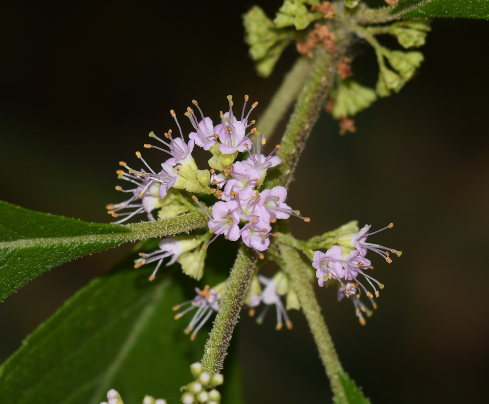 Image of Callicarpa americana specimen.