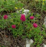 Trifolium alpestre