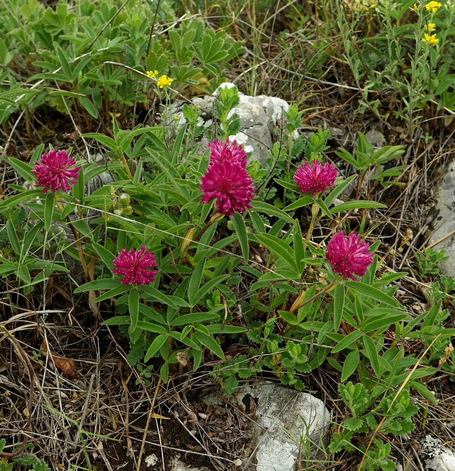 Изображение особи Trifolium alpestre.