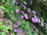 genus Campanula