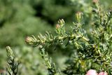 Suaeda crassifolia. Ветвь вегетирующего растения. Казахстан, г. Актау, на морском побережье. 21 июня 2021 г.