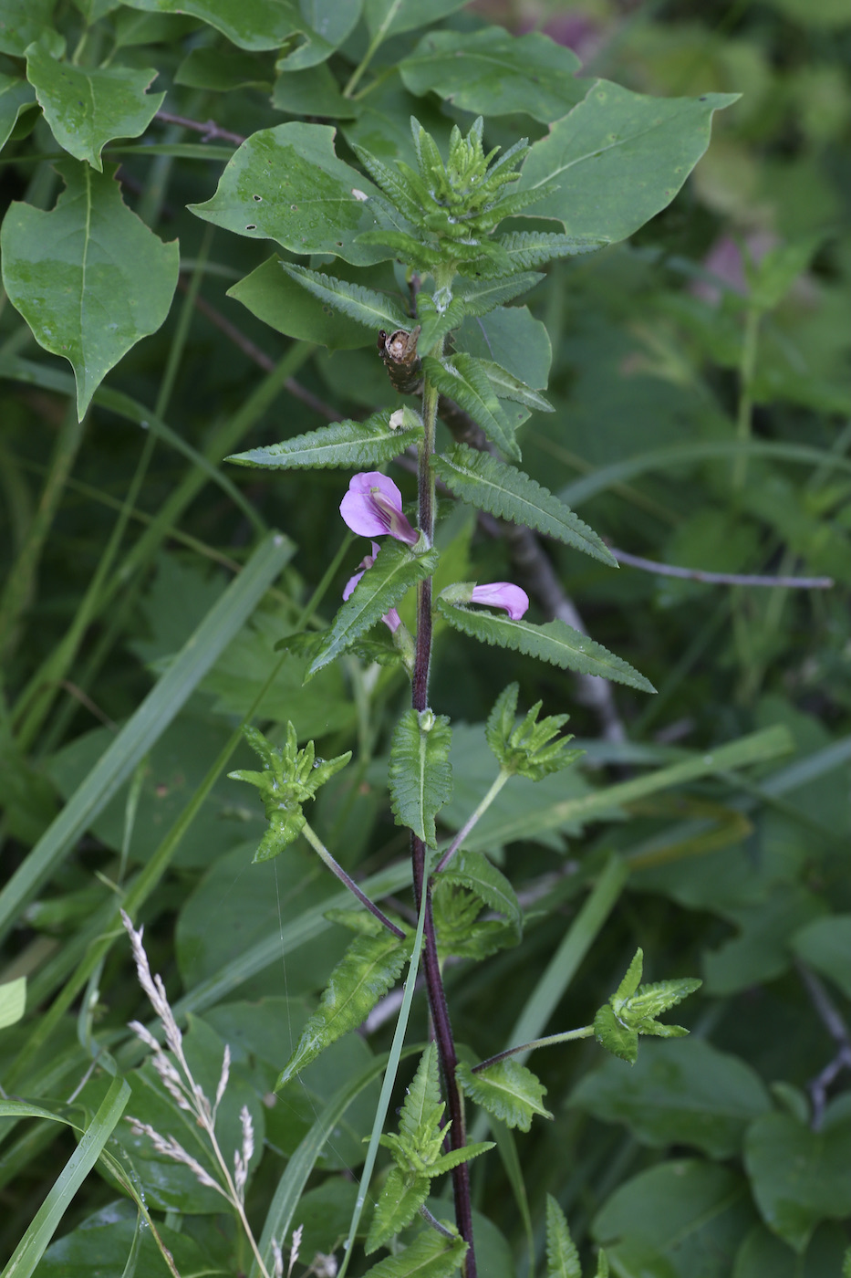 Image of Pedicularis resupinata specimen.