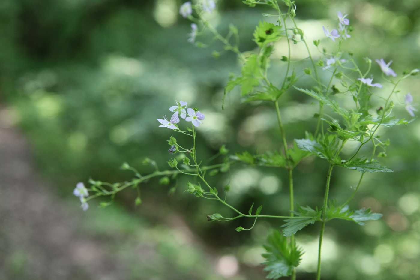 Image of Veronica magna specimen.