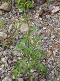 Senecio viscosus