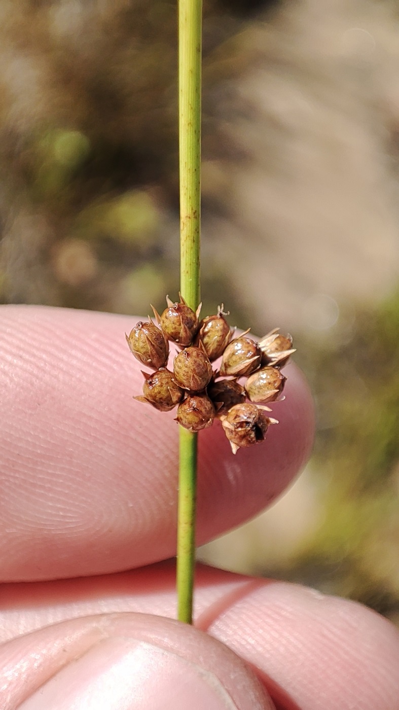 Изображение особи Juncus filiformis.