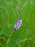 Vicia villosa