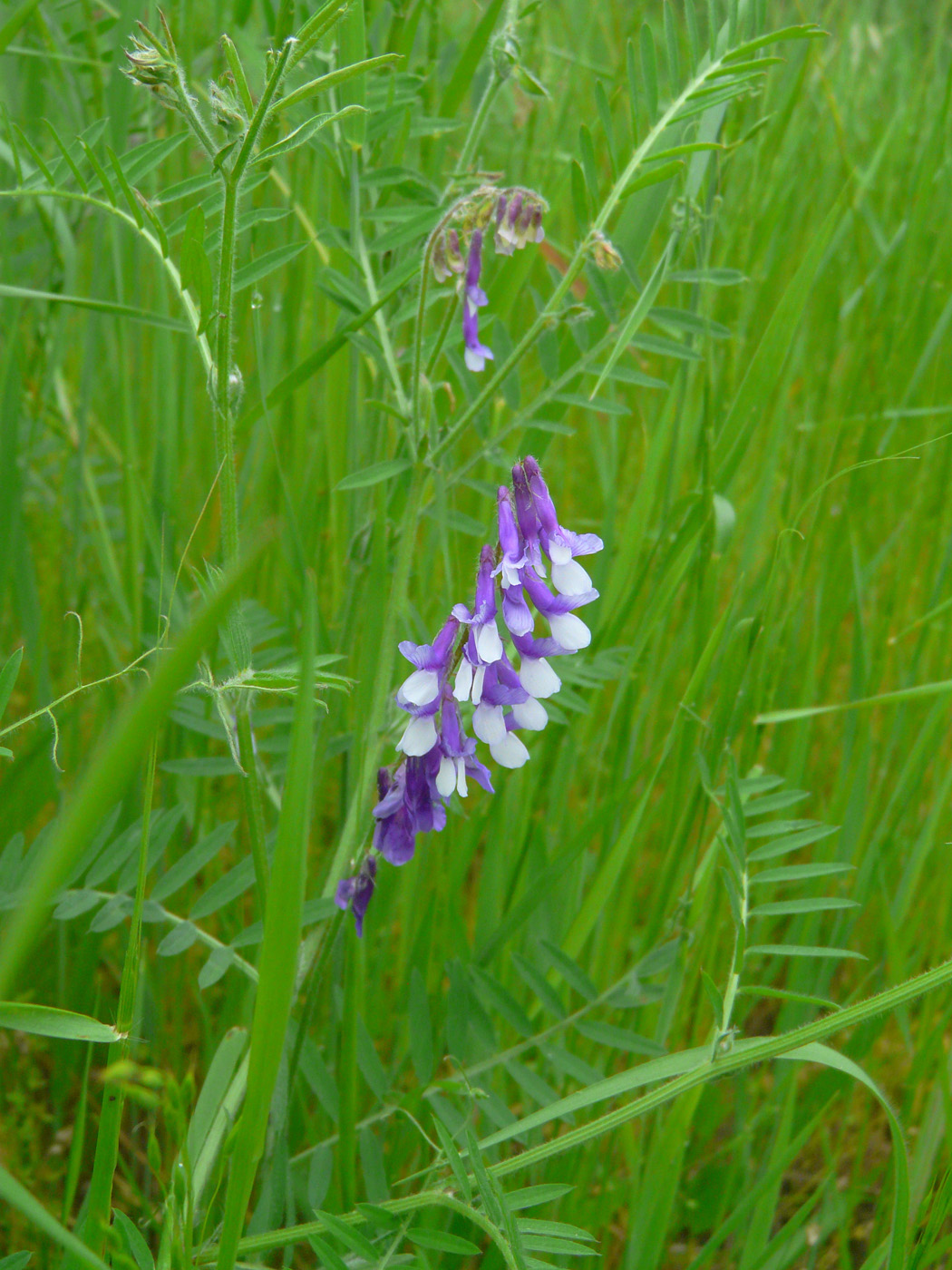 Изображение особи Vicia villosa.