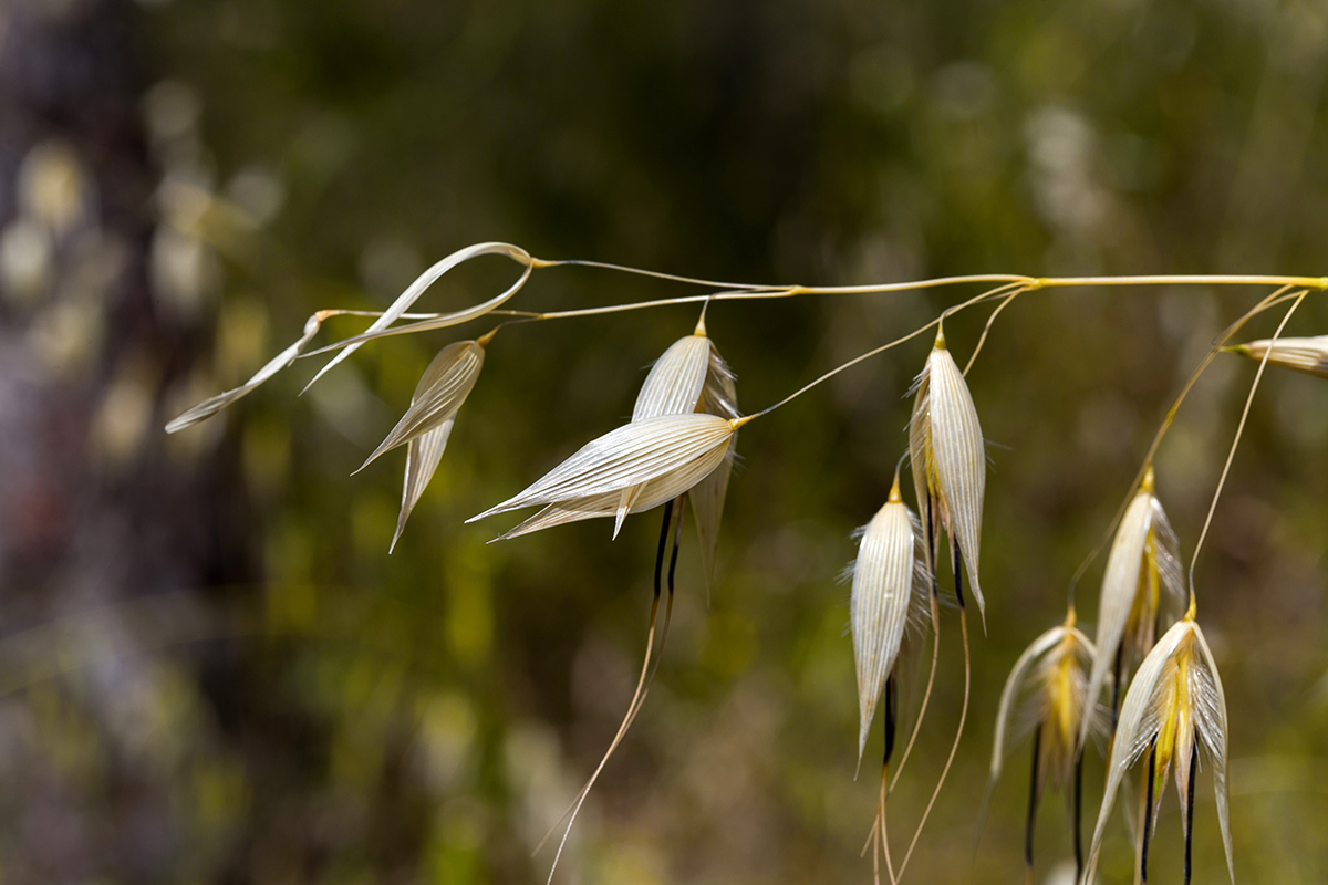 Image of Avena sterilis specimen.