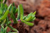 семейство Aizoaceae