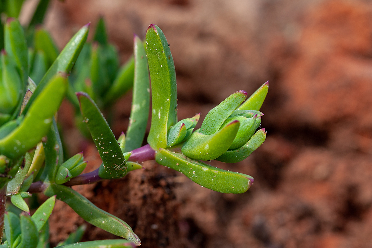 Изображение особи семейство Aizoaceae.