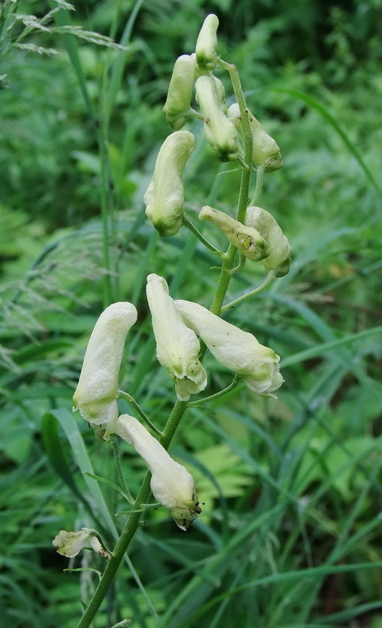 Изображение особи Aconitum umbrosum.