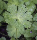 Geranium pyrenaicum. Прикорневой лист в каплях дождя. Москва, БС МГУ, на газоне. 01.09.2021.