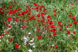 Papaver orientale