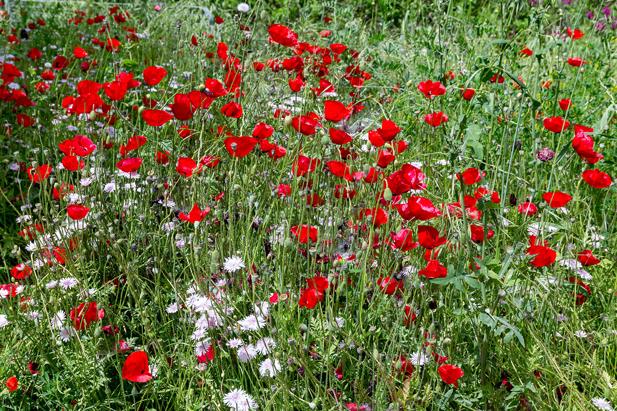 Изображение особи Papaver orientale.