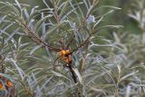 Hippophae rhamnoides. Часть ветви с плодами. Томская обл., Томск, пос. Заварзино, дол. р. Ушайка, поросший кустарником склон берега р. Ушайка. 15.08.2021.