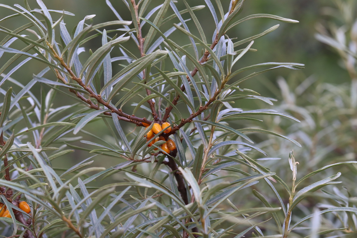 Image of Hippophae rhamnoides specimen.