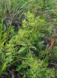 Galium valantioides. Побеги с галлами(?). Северная Осетия, Алагирский р-н, гора Дашсар, ок. 2500 м н.у.м., каменистый склон. 07.08.2021.