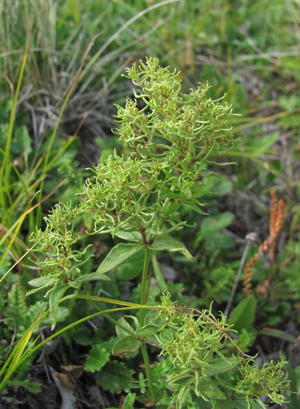 Image of Galium valantioides specimen.