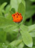 Calendula officinalis. Распускающееся соцветие. Томская обл., г. Томск, Академгородок, в культуре. 02.07.2021.