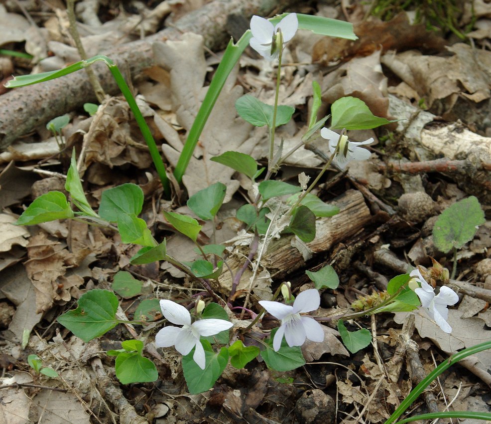 Image of Viola caspia specimen.