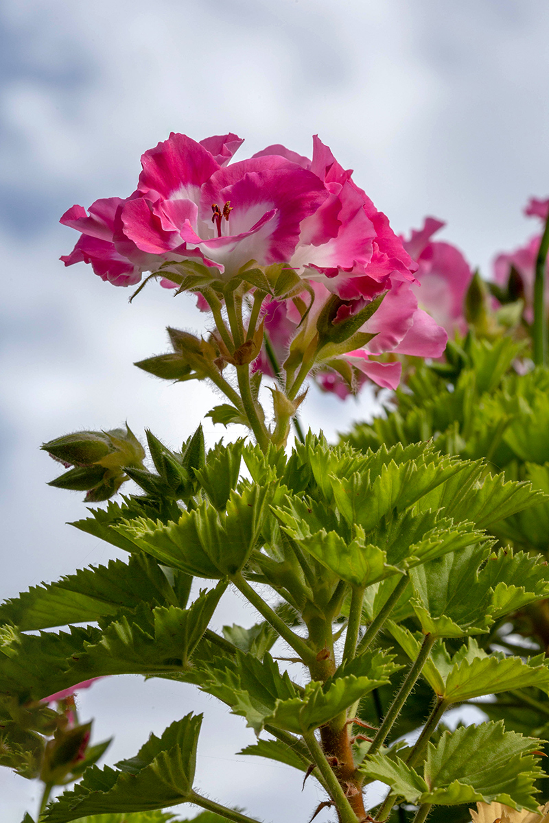 Image of Pelargonium &times; domesticum specimen.