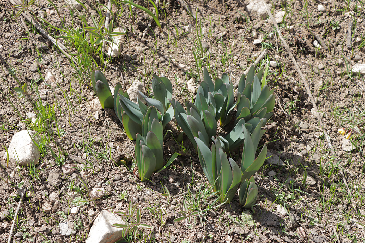 Image of Ungernia sewerzowii specimen.