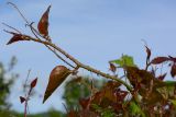 Smilax excelsa. Молодой побег. Краснодарский край, Лазаревский р-н, окр. с. Ордынка, 160 м н.у.м., поляна. 06.05.2022.