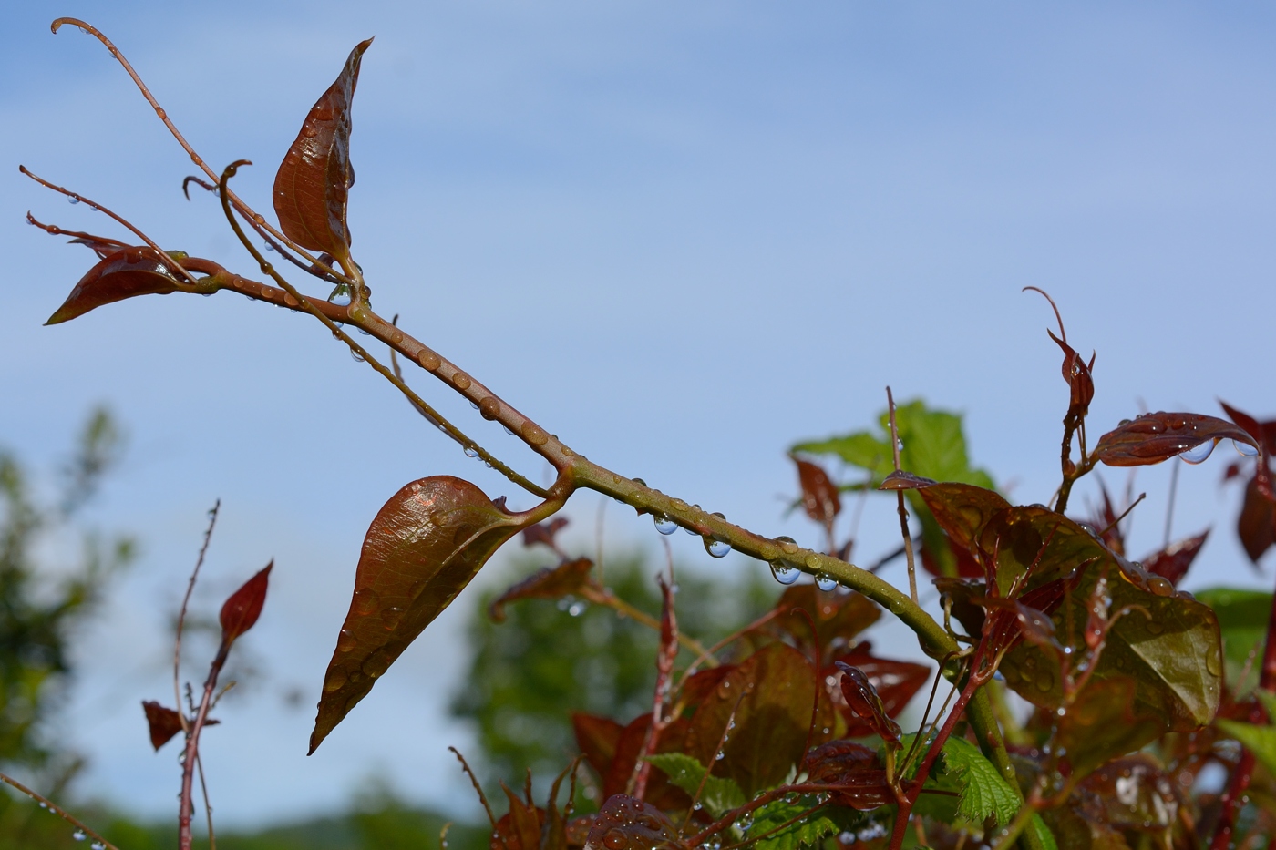 Image of Smilax excelsa specimen.