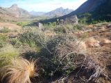 Pachypodium rosulatum